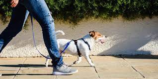 We did not find results for: 8 Best Dog Harnesses In 2021 Find The Best Harness For Your Dog