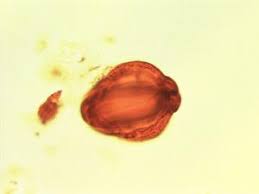 Image result for Petersianthus macrocarpus