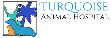 Maybe you would like to learn more about one of these? Veterinarian And Animal Clinic In San Diego Ca Turquoise Animal Hospital