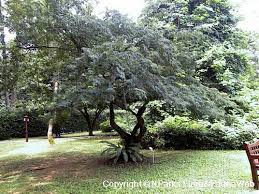 Image result for Libidibia coriaria