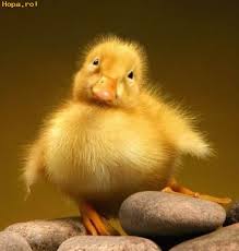 Ratusca cea grasana - Poze haioase Animale - Hopa.ro!