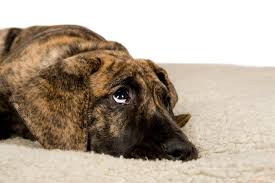 In this article, we will discuss the following: When Can Great Dane Puppies Leave Their Mother Great Dane Care