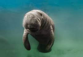 Most of the world's dugong population now the great barrier reef region supports globally significant populations of dugong. How To Tell The Difference Between Manatees And Dugongs
