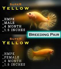 Breeding Pair Super Yellow Full Yellow Hmpk Betta Tropical Fish 10 00 Economy Shipping Siamese Fighting Fish Betta Fish Tropical Freshwater Fish
