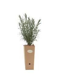 Image result for Gomphostigma