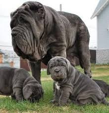 Le scouarnec s, bhasin n, vieyres c, hund tj, cunha sr, koval o, marionneau c, chen b, wu y, demolombe s, song ls, le marec h, probst v, schott jj, anderson me, mohler pj. 24 Mastino Ideen Hunde Tiere Molosser