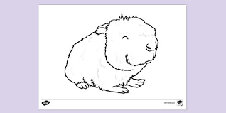 Sold to riz al (7.9.2012) (at03m) american texel. 1 853 Top Guinea Pig Teaching Resources