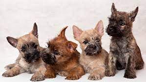 Check spelling or type a new query. Cairn Terrier Dog Breed Information And Images K9rl