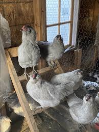 Ameraucana pictures, video, information, and chicks. Self Blue Ameraucana Hatching Eggs Copy Tarbox Hollow Poultry