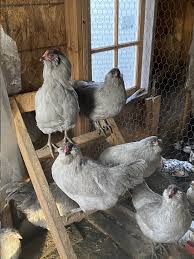 What is the difference between an araucana and ameraucana chicken? Self Blue Ameraucana Hatching Eggs Copy Tarbox Hollow Poultry