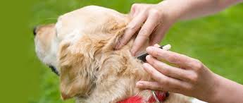 Jasper gets the chance to take his crush to cactus con. Getting A Tick Off Of Your Dog The Humane Society Of The United States