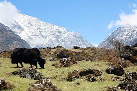 Image result for yak