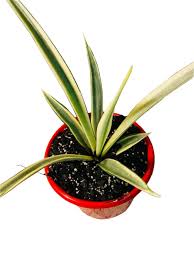 Image result for Sansevieria parva