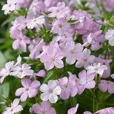 Forever Pink Phlox Flower Landscape Phlox Flowers Pink Perennials