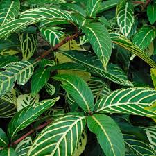 Image result for Sanchezia speciosa