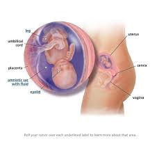 Pin On What My Baby Looks Like This Week