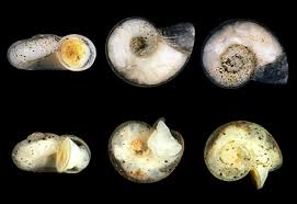 Image result for Isoglossa vulcanicola