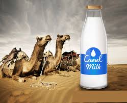 The bedouins drink raw camel milk that is freshly milked. Fresh And Raw Camel Milk From The Deserts Of India Camel Milk Products