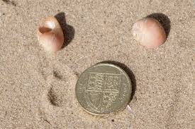 Wales Seashell Guide