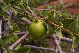 Image result for Vangueria infausta