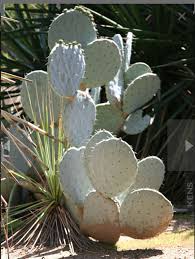 Prickly pear may refer to: I Received My Rare Giant Silver Dollar Cactus Opuntia Robusta Cactus Flower Blue Cactus Cactus Plants
