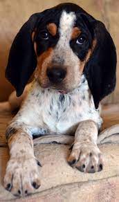 Pin On Beagle Dogs