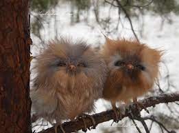 Cute Baby Owls Cute Baby Owl Cute Animals Baby Owls