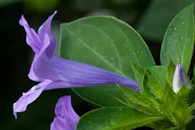 Image result for Barleria