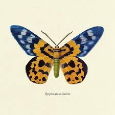 Image result for Dysphania