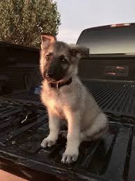 Black And Silver German Shepherd Puppies Pin On German Shepherd
