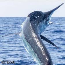 Awesome Black Marlin Photo By Kelldallfall Kekoa Australiablackmarlin Blackmarlin Beast Kekoacharters Landsucks Photo Marlin Awesome