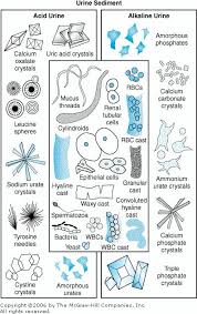 Crystal Identification Vet Tech School Vet Tech Student Medical Lab Technician