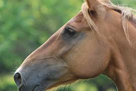 Classified listings of tennessee walking horses for sale. Tennessee Walking Horse Head Study Photograph By Gina Fletcher
