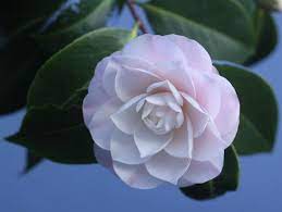 Camellia Japonica Sawada S Dream Beautiful Flowers Showy Flowers Rare Roses