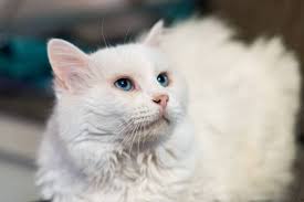 Old White Fluffy Cat Portrait Of Siberian White Cat A 15yearold Cat Stock  Photo