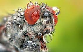 Everything You Need To Know About Macro Photography Macro Photography Macro Photography Tips Macro Photos