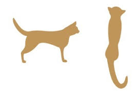 Check spelling or type a new query. Feeding Adult Cat Answers Pet Food