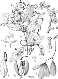 Image result for Hippocratea parvifolia