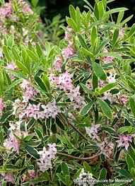 Check spelling or type a new query. Spring Blooming Shrubs Garden Gate