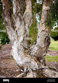 Image result for Melaleuca quinquenervia