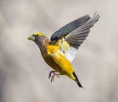 Evening grosbeak blue jay rufous hummingbird hooded oriole. Attracting Wildlife Roads End Naturalist