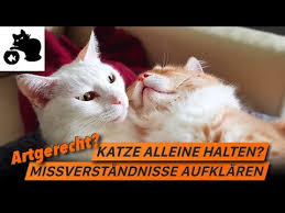 Eine neue katze wird immer zunächst als eindringling gesehen. Katzenhaltung Wieviele Katzen Was Ist Artgerecht Katze Alleine Halten Einzelhaltung Youtube