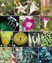 Convolvulaceae An Overview Sciencedirect Topics