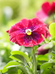 Combine your space with of those other gardens around you and it all adds up! 19 Early Blooming Spring Flowers For Your Garden Better Homes Gardens
