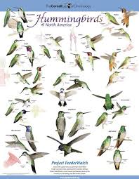 Backyard Birds Of North America Poster Free Backyard Birds And Hummingbirds Poster Science Backyard Birds Bird Poster Birds