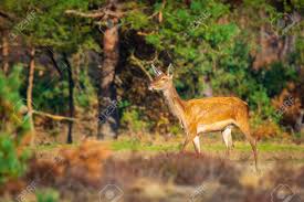 Image result for Cervus elaphus female