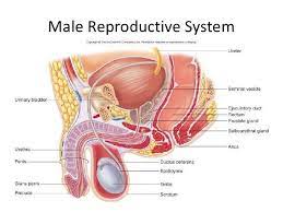 Pin By Christine Bishop On Bio 202 Reproductive System Basic Anatomy And Physiology Human Anatomy And Physiology