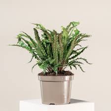 Image result for Asplenium smedsii