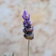 Image result for Lavandula dentata