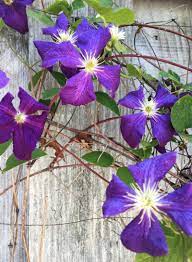 Purple clematis flowers vine with green variegated leaves watercolor painting. Flowering Vines For Spring John Montgomery Landscape Architects